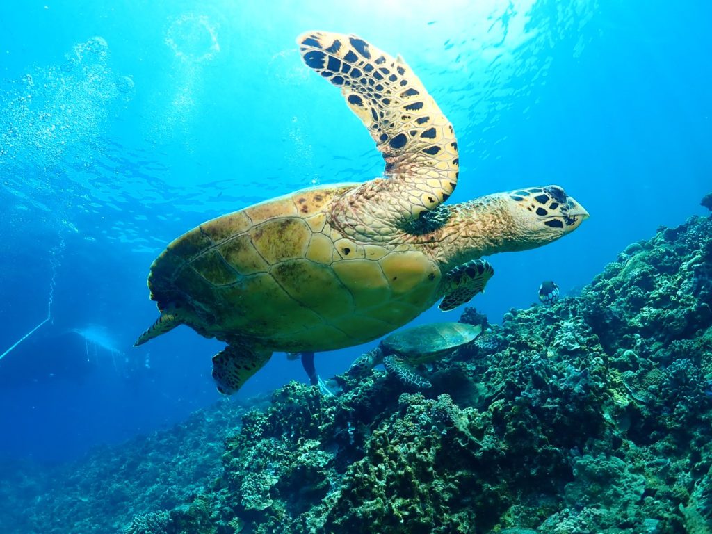 □ケラマ諸島にある無人島儀志布島 (ぎしっぷじま) の西側にある「カメ
