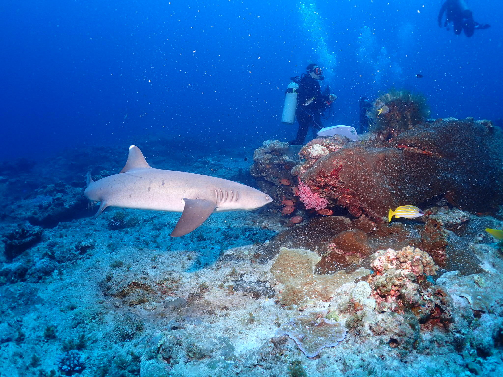 サメと出会ったら』 - 沖縄でダイビングライセンスが1.5日で全込み